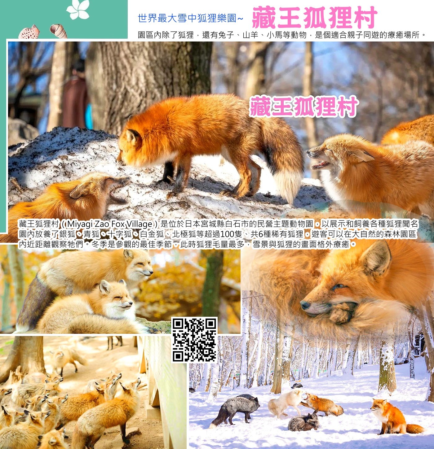 藏王狐狸村藏王狐狸村（Miyagi Zao Fox Village）是位於日本宮城縣白石市的民營主題動物園，以展示和飼養各種狐狸聞名，園內放養了銀狐、青狐、十字狐、白金狐、北極狐等超過100隻、共6種稀有狐狸，遊客可以在大自然的森林園區內近距離觀察牠們。 冬季是參觀的最佳季節，此時狐狸毛量最多，雪景與狐狸的畫面格外療癒。
